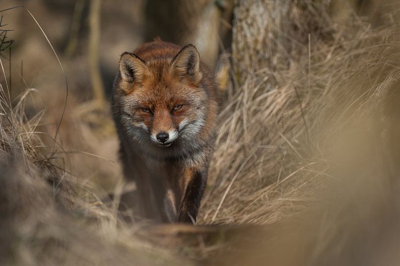 vos par Bart Hardorff