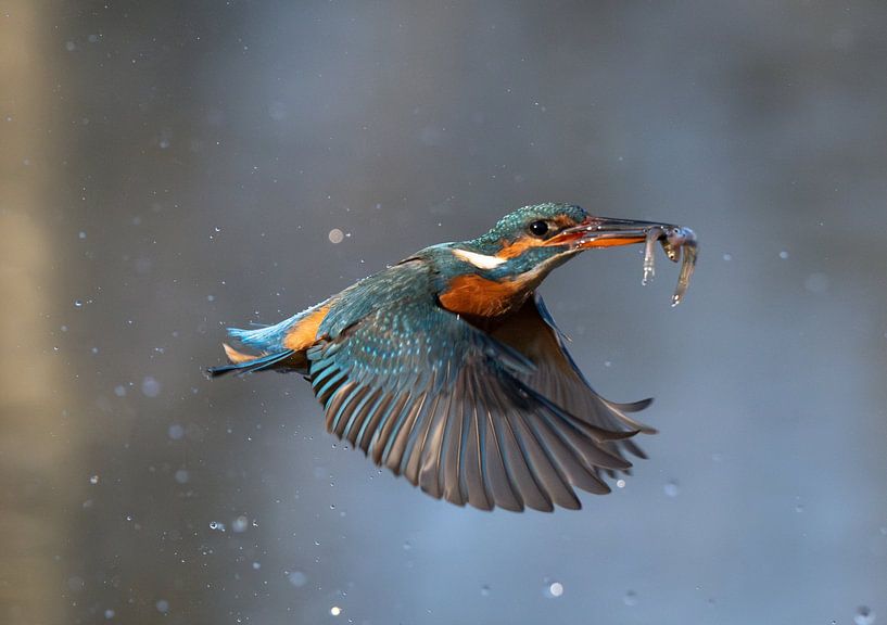 Hab ich dich! Eisvogelweibchen mit einem Fisch! von Robert Kok