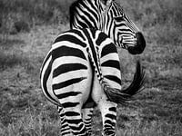 Zebragesäß