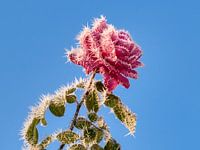 Pink Rose with Frost