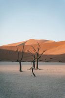 Dead trees in the Deadvlei (Sossusvlei) in Namibia