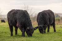 Weidehaltung von Galloway-Rindern in den Niederlanden