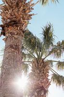 Sonnenuntergangspalme