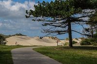 Duinlandschap vanuit het bos