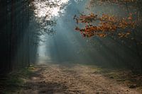 Sonnenharfen im Herbst