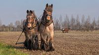 Trekpaarden voorjaarswerkzaamheden
