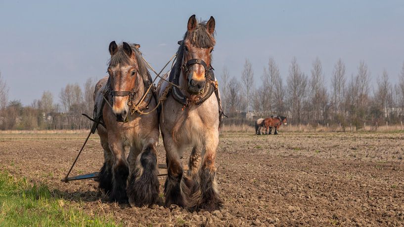 Trekpaarden voorjaarswerkzaamheden by Bram van Broekhoven