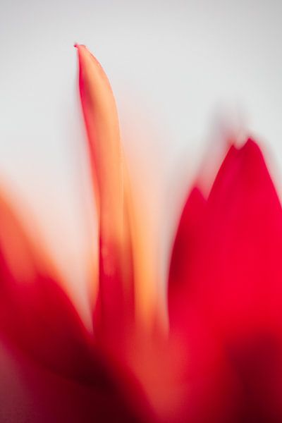 Dahlia orange par Sigrid Olschinski