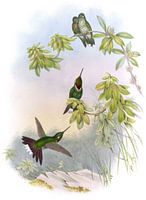 Weiße Spitze, John Gould