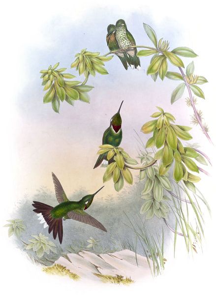 Tip blanc, John Gould par Hummingbirds