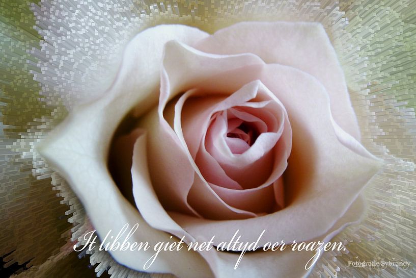 Roos - Roze Roos - Fryske spreuk -  by Fotografie Sybrandy