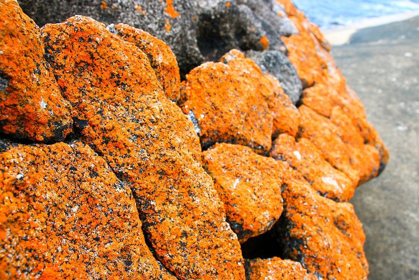 Lichen orange : Tasman par The Book of Wandering