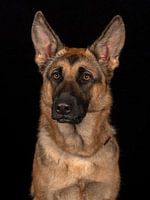 Deutscher Schäferhund