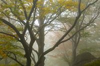 Mystische Herbststimmung in den Wäldern
