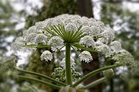 Zomer in het Vondelpark