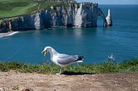 Mouette à Etretat