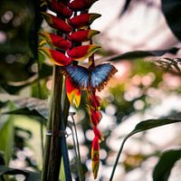 Tropical butterfly in the jungle