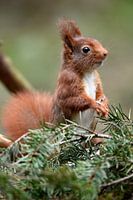 Eichhörnchen fressende Samen