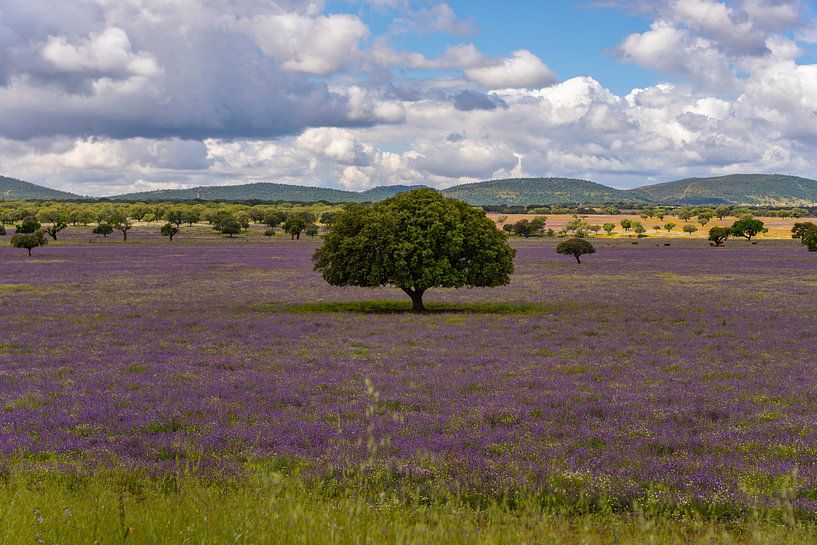 Chêne en pierre au milieu d'un paysage violet et très fleuri. par Hans Hut