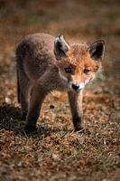 Bébé renard Dunes de canalisation d'eau