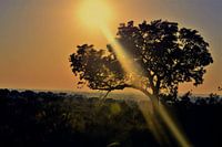 Aufgehende afrikanische Sonne