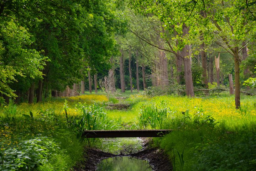 Comme dans une forêt de conte de fées par FotoGraaGHanneke