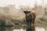 Schottischer Highlander