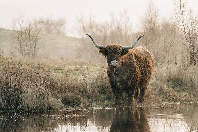 Highlander écossais par Peter Deschepper