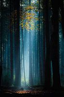 Niederländischer Wald