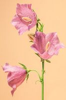 Das leise Flüstern der Glockenblume