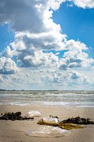 Quallen in der Brandung, Strand von Flushing