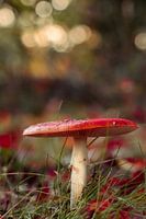 Verwunschener roter Pilz