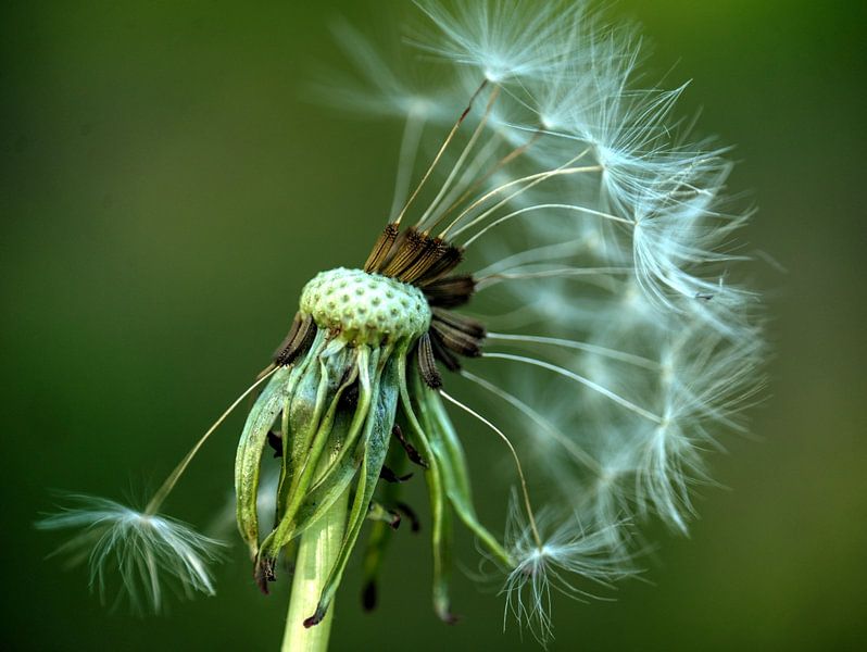 Spores de pissenlit par Edgar Schermaul
