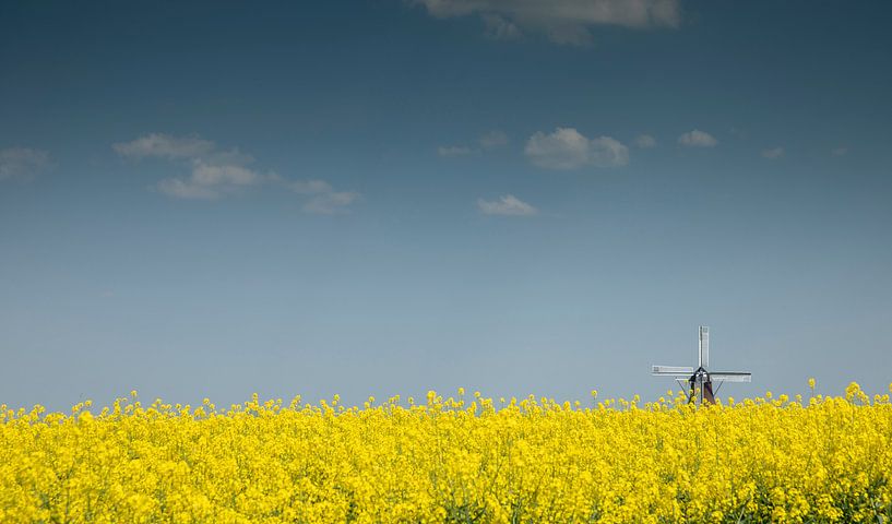 Rapeseed with polder mill De Dellen by Jan Sportel Photography