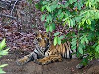 Bengaalse tijger in India