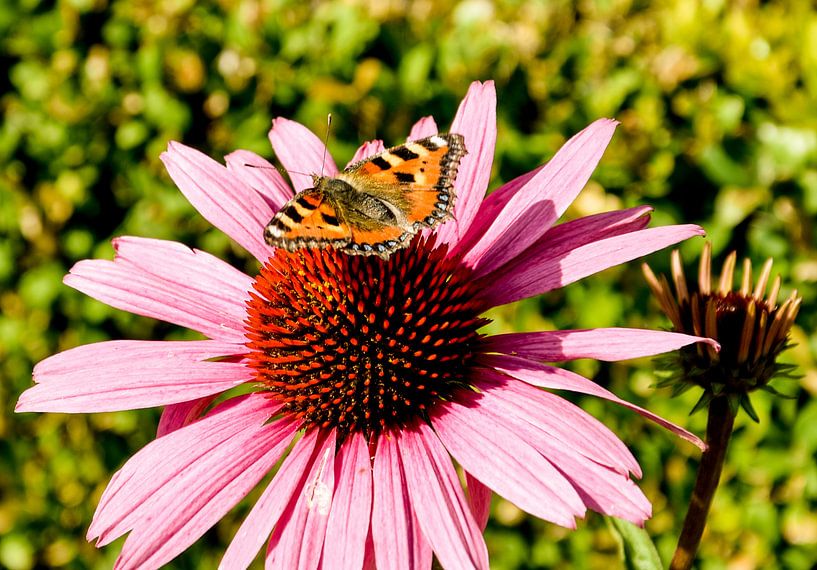 Vlinder  von Stef De Vos