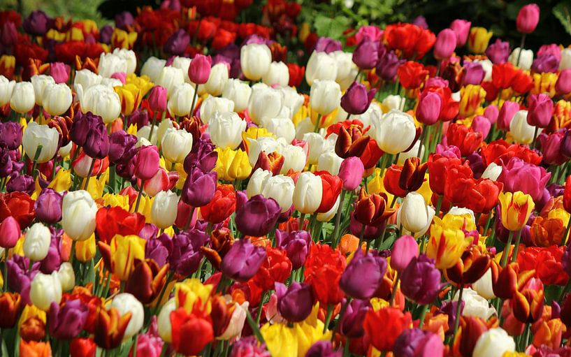 Tulpen uit de Hoofdstad par Wim Popken