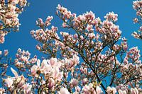 Prachtige magnolia bloemen met als achtergrond een felblauwe hemel