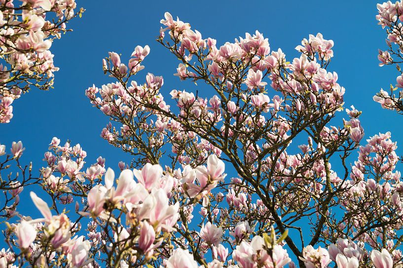 Prachtige magnolia bloemen met als achtergrond een felblauwe hemel by Natascha Teubl