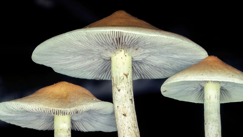 In line by Jan van der Knaap