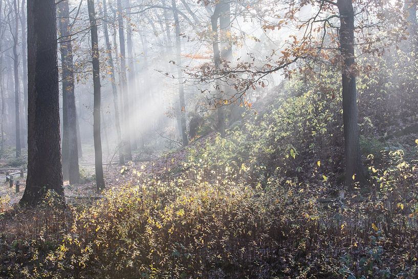 Le soleil illumine les bois de Zeister ! par Peter Haastrecht, van