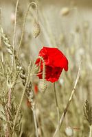 Bonjour coquelicot