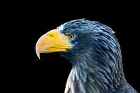 Aigle de mer de Steller