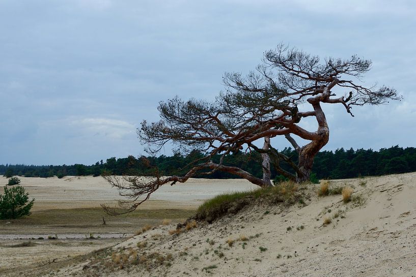 Un pin mort sur un banc de sable par Gerard de Zwaan