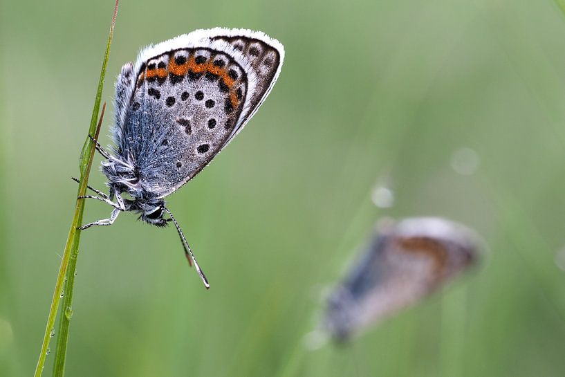 Gentiaanblauwtjes in herhaling. von Astrid Brouwers