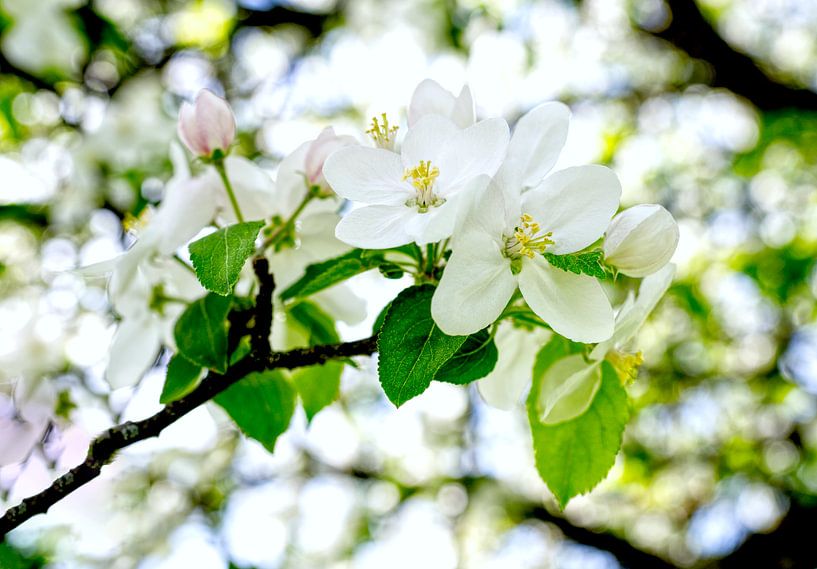 Printemps par artpictures.de