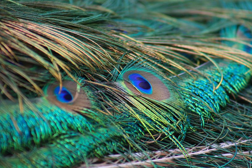 Pauwenstraat von Renate Peppenster