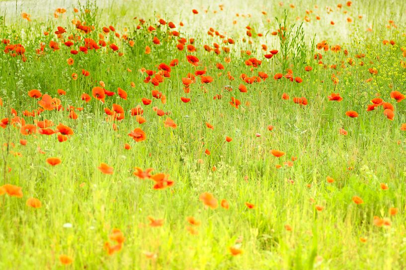 Mohnblumen im Stil von Monet von Birgitte Bergman
