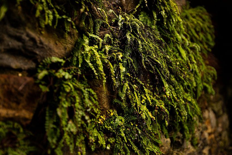 Moss on old ruin 2 by Gijs de Kruijf