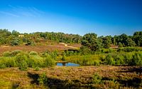 Glooiende Brunssummerheide In De Zomer